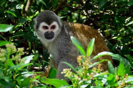 Singe ardilla, Guayllabamba